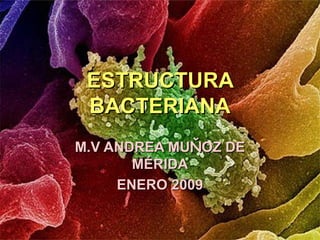ESTRUCTURA
 BACTERIANA
M.V ANDREA MUŇOZ DE
       MÉRIDA
     ENERO 2009
 