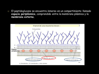 oEl peptidoglucano se encuentra inmerso en un compartimiento llamado espacio periplásmico, comprendido entre la membrana p...