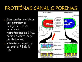 PROTEÍNAS CANAL O PORINAS 
oSon canales proteicos que permiten el pasaje masivo de moléculas hidrofóbicas de  P.M como az...