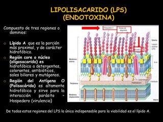 LIPOLISACARIDO (LPS) (ENDOTOXINA) 
Compuesto de tres regiones o dominios: 
oLípido A que es la porción más proximal, y de ...