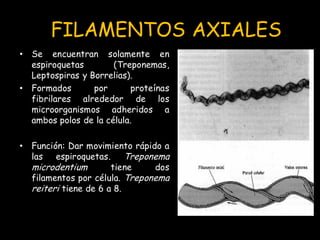 FILAMENTOS AXIALES 
•Se encuentran solamente en espiroquetas (Treponemas, Leptospiras y Borrelias). 
•Formados por proteín...