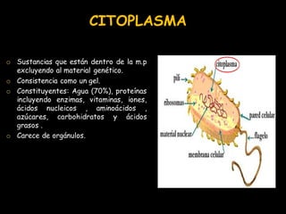 CITOPLASMA 
oSustancias que están dentro de la m.p excluyendo al material genético. 
oConsistencia como un gel. 
oConstitu...