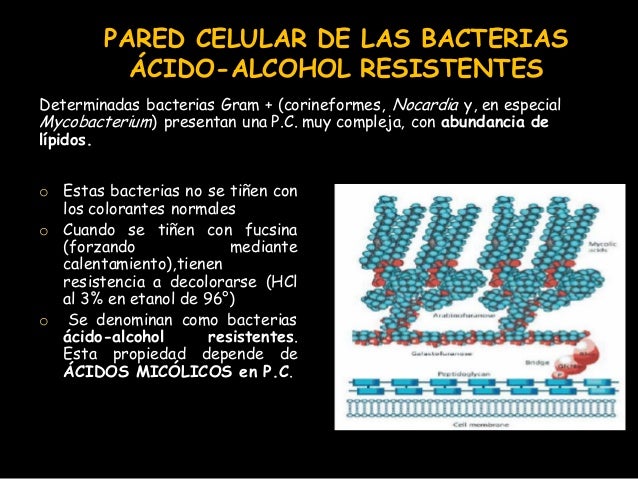 Estructura bacteriana