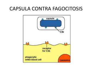 Con prolongaciones (prostecas)Tema 3