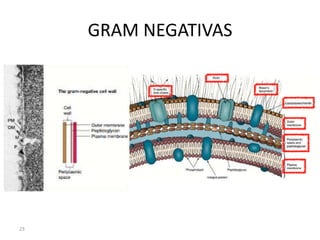 mejora difusión nutrientes 