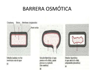 ComposiciónUn núcleo (CORE, clave para la viabilidad de la bacteria) Antígenos O polisacáridos  Lípido A (El lípido A es el responsable de la actividad endotóxica del LPS, por lo tanto esencial para la viabilidad de la bacteria)LIPOPOLISACÁRIDO LPS