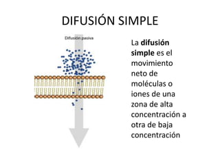 BACILOS ÁCIDO ALCOHOL RESISTENTES (BAAR)
