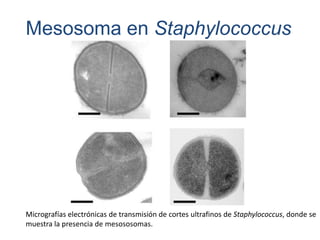 TRANSPORTE ACTIVOAl llevar a cabo el transporte activo la célula consume energía en forma de trifosfato de adenosina (ATP) para mover sustancias a través de la membrana citoplasmática. 