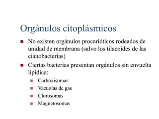 TRANSLOCACIÓN DE GRUPOSEn la translocación de grupos, una forma especial de transporte activo que tiene lugar exclusivamente en procariotas, la sustancia es alterada químicamente durante su transporte a través de la membrana.