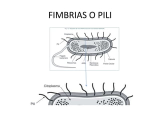 Normalmente un solo cromosoma 