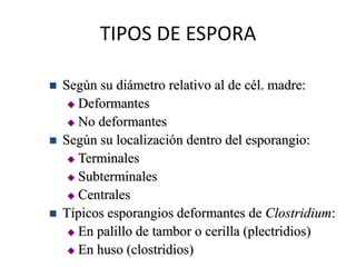 Bacterias con dos o más cromosomas 