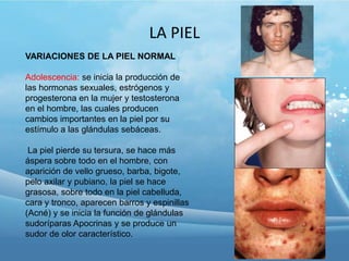 LA PIEL
VARIACIONES DE LA PIEL NORMAL
Adolescencia: se inicia la producción de
las hormonas sexuales, estrógenos y
progesterona en la mujer y testosterona
en el hombre, las cuales producen
cambios importantes en la piel por su
estímulo a las glándulas sebáceas.
La piel pierde su tersura, se hace más
áspera sobre todo en el hombre, con
aparición de vello grueso, barba, bigote,
pelo axilar y pubiano, la piel se hace
grasosa, sobre todo en la piel cabelluda,
cara y tronco, aparecen barros y espinillas
(Acné) y se inicia la función de glándulas
sudoríparas Apocrinas y se produce un
sudor de olor característico.

 