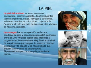 LA PIEL
La piel del anciano es seca, escamosa,
adelgazada, casi transparente, deja translucir los
vasos sanguíneos, nevos, verrugas y queratosis,
así como cambios de color: híper o hipocromía.
Se pierde el vello y el pelo de las cejas y las vibrizas
se hace más gruesas.

Las arrugas hacen su aparición en la cara,
alrededor de ojos y boca (patas de gallo), se inician
entre los 30 y 40 años según cada individuo y
progresan en forma continua. Hay flaccidéz a nivel
de los párpados que cuelgan, lo mismo a nivel de
las mejillas y la papada y se hacen bolsas que
afectan la fisonomía de las personas.
El pelo se torna poco a poco gris y más tarde
blanco.

 