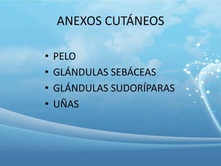 ANEXOS CUTÁNEOS
•
•
•
•

PELO
GLÁNDULAS SEBÁCEAS
GLÁNDULAS SUDORÍPARAS
UÑAS

 