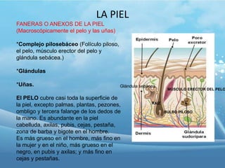 LA PIEL
FANERAS O ANEXOS DE LA PIEL
(Macroscópicamente el pelo y las uñas)
*Complejo pilosebáceo (Folículo piloso,
el pelo, músculo erector del pelo y
glándula sebácea.)
*Glándulas
*Uñas.

Glándula sebácea

El PELO cubre casi toda la superficie de
la piel, excepto palmas, plantas, pezones,
ombligo y tercera falange de los dedos de
la mano. Es abundante en la piel
cabelluda, axilas, pubis, cejas, pestaña,
zona de barba y bigote en el hombre.
Es más grueso en el hombre, más fino en
la mujer y en el niño, más grueso en el
negro, en pubis y axilas; y más fino en
cejas y pestañas.

MÚSCULO ERECTOR DEL PELO

RAIZ
BULBO PILOSO

 