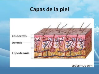 Capas de la piel

 