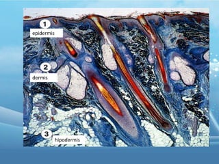 epidermis

dermis

hipodermis

 