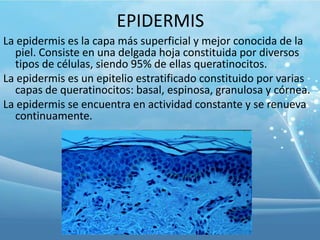 EPIDERMIS
La epidermis es la capa más superficial y mejor conocida de la
piel. Consiste en una delgada hoja constituida por diversos
tipos de células, siendo 95% de ellas queratinocitos.
La epidermis es un epitelio estratificado constituido por varias
capas de queratinocitos: basal, espinosa, granulosa y córnea.
La epidermis se encuentra en actividad constante y se renueva
continuamente.

 