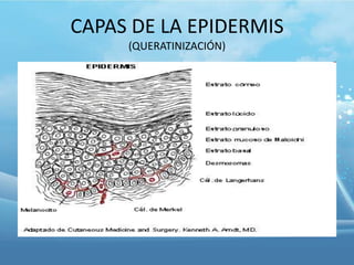 CAPAS DE LA EPIDERMIS
(QUERATINIZACIÓN)

 