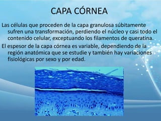 CAPA CÓRNEA
Las células que proceden de la capa granulosa súbitamente
sufren una transformación, perdiendo el núcleo y casi todo el
contenido celular, exceptuando los filamentos de queratina.
El espesor de la capa córnea es variable, dependiendo de la
región anatómica que se estudie y también hay variaciones
fisiológicas por sexo y por edad.

 