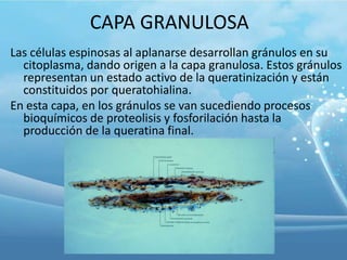 CAPA GRANULOSA
Las células espinosas al aplanarse desarrollan gránulos en su
citoplasma, dando origen a la capa granulosa. Estos gránulos
representan un estado activo de la queratinización y están
constituidos por queratohialina.
En esta capa, en los gránulos se van sucediendo procesos
bioquímicos de proteolisis y fosforilación hasta la
producción de la queratina final.

 