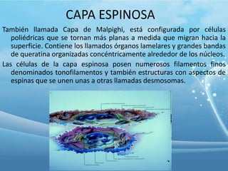 CAPA ESPINOSA
También llamada Capa de Malpighi, está configurada por células
poliédricas que se tornan más planas a medida que migran hacia la
superficie. Contiene los llamados órganos lamelares y grandes bandas
de queratina organizadas concéntricamente alrededor de los núcleos.
Las células de la capa espinosa posen numerosos filamentos finos
denominados tonofilamentos y también estructuras con aspectos de
espinas que se unen unas a otras llamadas desmosomas.

 