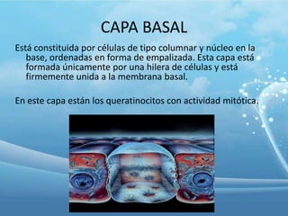 CAPA BASAL
Está constituida por células de tipo columnar y núcleo en la
base, ordenadas en forma de empalizada. Esta capa está
formada únicamente por una hilera de células y está
firmemente unida a la membrana basal.
En este capa están los queratinocitos con actividad mitótica.

 