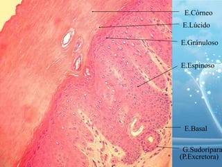 E.Córneo
E.Lúcido
E.Gránuloso
E.Espinoso

E.Basal

G.Sudorípara
(P.Excretora)

 