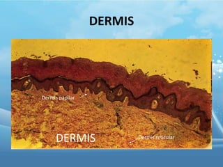 DERMIS

Dermis papilar

DERMIS

Dermis reticular

 