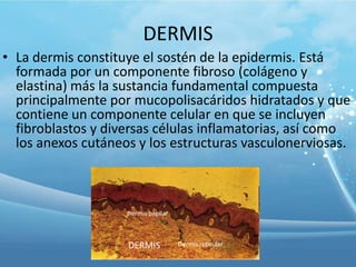 DERMIS
• La dermis constituye el sostén de la epidermis. Está
formada por un componente fibroso (colágeno y
elastina) más la sustancia fundamental compuesta
principalmente por mucopolisacáridos hidratados y que
contiene un componente celular en que se incluyen
fibroblastos y diversas células inflamatorias, así como
los anexos cutáneos y los estructuras vasculonerviosas.

Dermis papilar

DERMIS

Dermis reticular

 