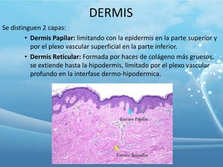DERMIS
Se distinguen 2 capas:
• Dermis Papilar: limitando con la epidermis en la parte superior y
por el plexo vascular superficial en la parte inferior.
• Dermis Reticular: Formada por haces de colágeno más gruesos,
se extiende hasta la hipodermis, limitado por el plexo vascular
profundo en la interfase dermo-hipodermica.

 