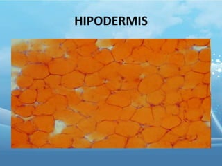 HIPODERMIS

 