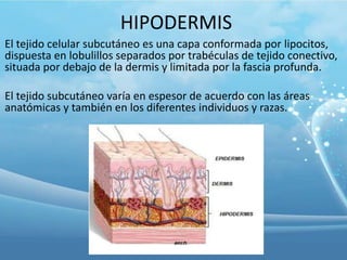 HIPODERMIS
El tejido celular subcutáneo es una capa conformada por lipocitos,
dispuesta en lobulillos separados por trabéculas de tejido conectivo,
situada por debajo de la dermis y limitada por la fascia profunda.
El tejido subcutáneo varía en espesor de acuerdo con las áreas
anatómicas y también en los diferentes individuos y razas.

 