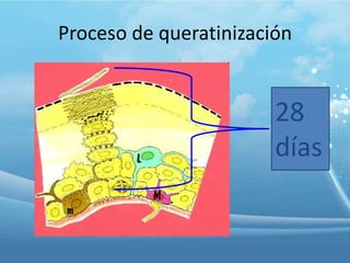 Proceso de queratinización

28
días

 