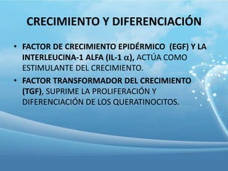 CRECIMIENTO Y DIFERENCIACIÓN
• FACTOR DE CRECIMIENTO EPIDÉRMICO (EGF) Y LA
INTERLEUCINA-1 ALFA (IL-1 ), ACTÚA COMO
ESTIMULANTE DEL CRECIMIENTO.
• FACTOR TRANSFORMADOR DEL CRECIMIENTO
(TGF), SUPRIME LA PROLIFERACIÓN Y
DIFERENCIACIÓN DE LOS QUERATINOCITOS.

 
