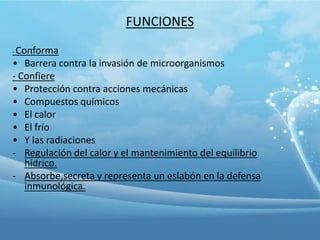 FUNCIONES
Conforma
• Barrera contra la invasión de microorganismos
- Confiere
• Protección contra acciones mecánicas
• Compuestos químicos
• El calor
• El frío
• Y las radiaciones
- Regulación del calor y el mantenimiento del equilibrio
hídrico.
- Absorbe,secreta y representa un eslabón en la defensa
inmunológica.
-

 