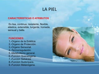 LA PIEL
CARACTERISTICAS O ATRIBUTOS
Es lisa, continua, resistente, flexible,
elástica, extensible, turgente, húmeda,
sensual y bella.
FUNCIONES:
1.-Organo de la Estética.
2.-Organo de Protección.
3.-Organo Sensorial.
4.-Termorregulación.
5.-Metabolismo general.
6.-Funcion Queratógena.
7.-Funcion Sebácea.
8.-Funcion Sudorípara.
9.-Funcion Melanógena.

 