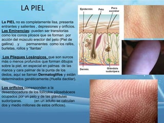 LA PIEL
La PIEL no es completamente lisa, presenta
entrantes y salientes , depresiones y orificios.
Las Eminencias: pueden ser transitorias
como los conos pilosos que se forman por
acción del músculo erector del pelo (Piel de
gallina) y
permanentes como los rafés,
burletas, rollos y “llantas”
Los Pliegues Losángicos, que son surcos
más o menos profundos que forman dibujos
sobre la piel, en especial en palmas de las
manos y cara palmar de la punta de los
dedos, aquí se llaman Dermatoglifos y están
determinados genéticamente.(Huella dactilar).
Los orificios corresponden a la
desembocadura de los folículos pilosebáceos
ocupados por un pelo y de las glándulas
sudoríparas.
(en un adulto se calculan
dos y medio millones de estos orificios).

 