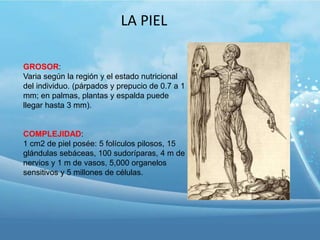 LA PIEL
GROSOR:
Varia según la región y el estado nutricional
del individuo. (párpados y prepucio de 0.7 a 1
mm; en palmas, plantas y espalda puede
llegar hasta 3 mm).

COMPLEJIDAD:
1 cm2 de piel posée: 5 folículos pilosos, 15
glándulas sebáceas, 100 sudoríparas, 4 m de
nervios y 1 m de vasos, 5,000 organelos
sensitivos y 5 millones de células.

 