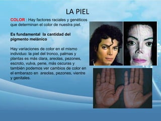 LA PIEL
COLOR : Hay factores raciales y genéticos
que determinan el color de nuestra piel.
Es fundamental la cantidad del
pigmento melánico
Hay variaciones de color en el mismo
individuo: la piel del tronco, palmas y
plantas es más clara, areolas, pezones,
escroto, vulva, pene, más oscuras y
también podemos ver cambios de color en
el embarazo en areolas, pezones, vientre
y genitales.

 