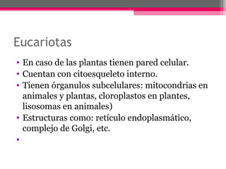 Eucariotas
• En caso de las plantas tienen pared celular.
• Cuentan con citoesqueleto interno.
• Tienen órganulos subcelulares: mitocondrias en
animales y plantas, cloroplastos en plantes,
lisosomas en animales)
• Estructuras como: retículo endoplasmático,
complejo de Golgi, etc.
•
 