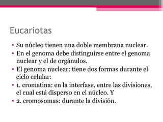 Eucariotas
• Su núcleo tienen una doble membrana nuclear.
• En el genoma debe distinguirse entre el genoma
nuclear y el de orgánulos.
• El genoma nuclear: tiene dos formas durante el
ciclo celular:
• 1. cromatina: en la interfase, entre las divisiones,
el cual está disperso en el núcleo. Y
• 2. cromosomas: durante la división.
 
