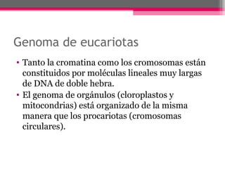Genoma de eucariotas
• Tanto la cromatina como los cromosomas están
constituidos por moléculas lineales muy largas
de DNA de doble hebra.
• El genoma de orgánulos (cloroplastos y
mitocondrias) está organizado de la misma
manera que los procariotas (cromosomas
circulares).
 