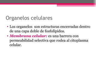 Organelos celulares
• Los organelos son estructuras encerradas dentro
de una capa doble de fosfolípidos.
• Membrana celular: es una barrera con
permeabilidad selectiva que rodea al citoplasma
celular.
 