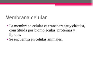 Membrana celular
• La membrana celular es transparente y elástica,
constituida por biomoléculas, proteínas y
lípidos.
• Se encuentra en células animales.
 