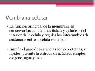Membrana celular
• La función principal de la membrana es
conservar las condiciones físicas y químicas del
interior de la célula y regular los intercambios de
sustancias entre la célula y el medio.
• Impide el paso de sustancias como proteínas, y
lípidos, permite la entrada de azúcares simples,
oxígeno, agua y CO2.
 
