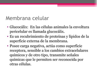 Membrana celular
• Glucocálix: En las células animales la envoltura
pericelular es llamada glucocálix.
• Es un recubrimiento de proteínas y lípidos de la
superficie externa de la membrana.
• Posee carga negativa, actúa como superficie
receptora, sensible a los cambios extracelulares
químicos y de otro tipo, transmite señales
químicas que le permiten ser reconocida por
otras células.
 