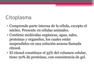 Citoplasma
• Comprende parte interna de la célula, excepto el
núcleo. Presente en células animales.
• Contiene moléculas orgánicas, agua, sales,
proteínas y organelos, los cuales están
suspendidos en una solución acuosa llamada
citosol.
• El citosol constituye el 55% del volumen celular,
tiene 20% de proteínas, con consistencia de gel.
 