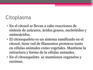 Citoplasma
• En el citosol se llevan a cabo reacciones de
síntesis de azúcares, ácidos grasos, nucleótidos y
aminoácidos.
• El citoesqueleto es un sistema ramificado en el
citosol, tiene red de filamentos proteicos tanto
en células animales como vegetales. Mantiene la
estructura y forma de la células animales.
• En el citoesqueleto se mantienen organelos y
enzimas.
 