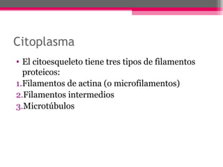 Citoplasma
• El citoesqueleto tiene tres tipos de filamentos
proteicos:
1.Filamentos de actina (o microfilamentos)
2.Filamentos intermedios
3.Microtúbulos
 